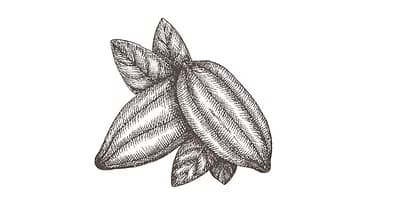 Fepcacao cacao icono
